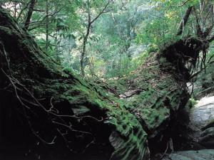 鹿児島県　屋久島